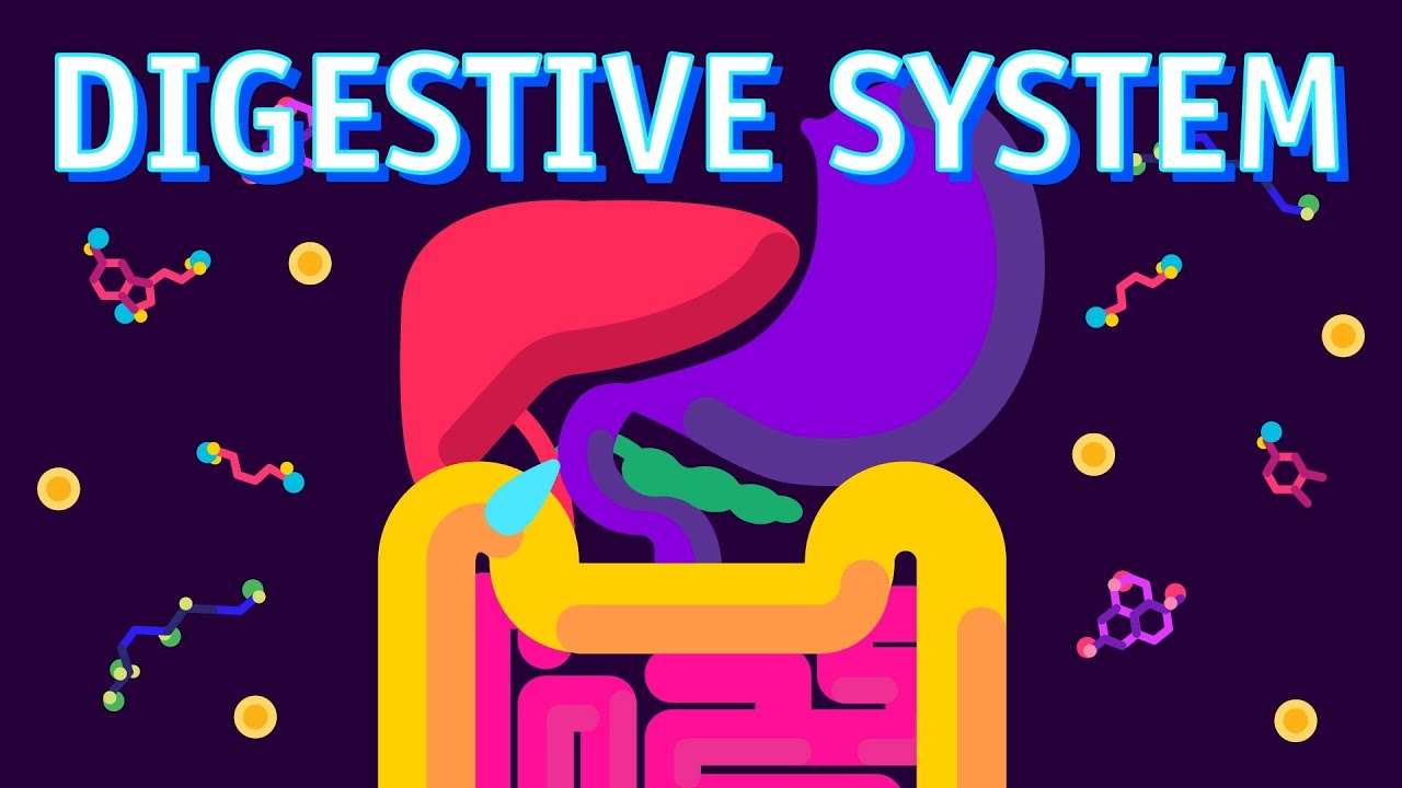 How our Digestive System Works?