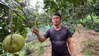 Can't sell grapefruit fast enough. The grapefruit garden is so ripe that it's falling all over th...