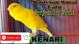 MASTERAN MURAI BATU⭐KENARI JEDA 1-2 MENIT JERNIH POLLL