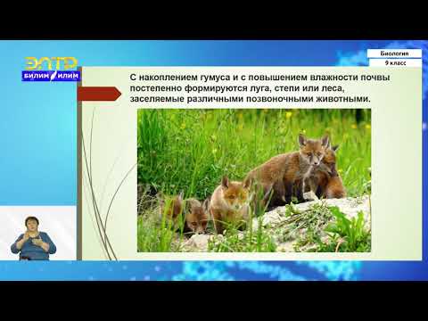 9-класс | Биология | Основные свойства биогеоценозов. Смена биогеоценозов