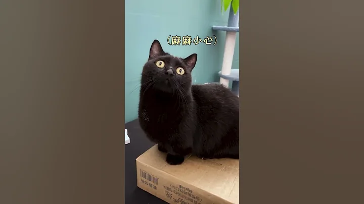 【栗子的日常】猫咪差一点就要跟大家说再见了 - 天天要闻