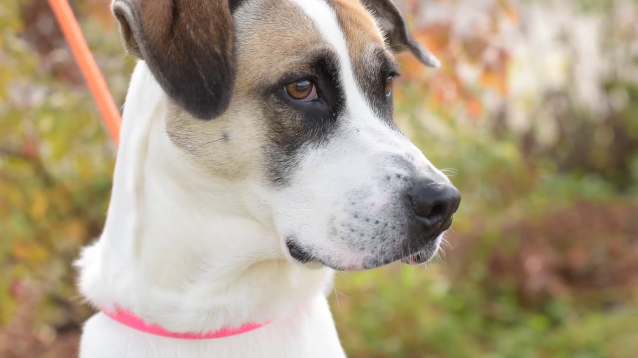 Elmbrook Humane Society Adoptable Tiki YouTube