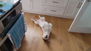 Funny Bull Terrier Plays Dead in the Kitchen