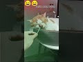 😹 বিড়ালটা ঘুমাচ্ছিল, তারপর যা ঘটলো! 😂 মজার কাণ্ড দেখুন #Shorts #CatVideo #salim_mane_tufan