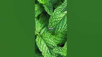 Discover the Magic of Herbs: A Short Introduction #shorts #herbs @Plants-World