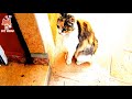 This day my cat suzana is so active and fun | Pet Meow