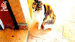 This day my cat suzana is so active and fun | Pet Meow