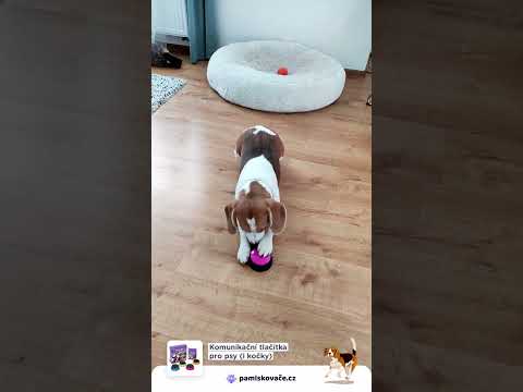 Video: Domácí hračka pro přetahování se svým psem