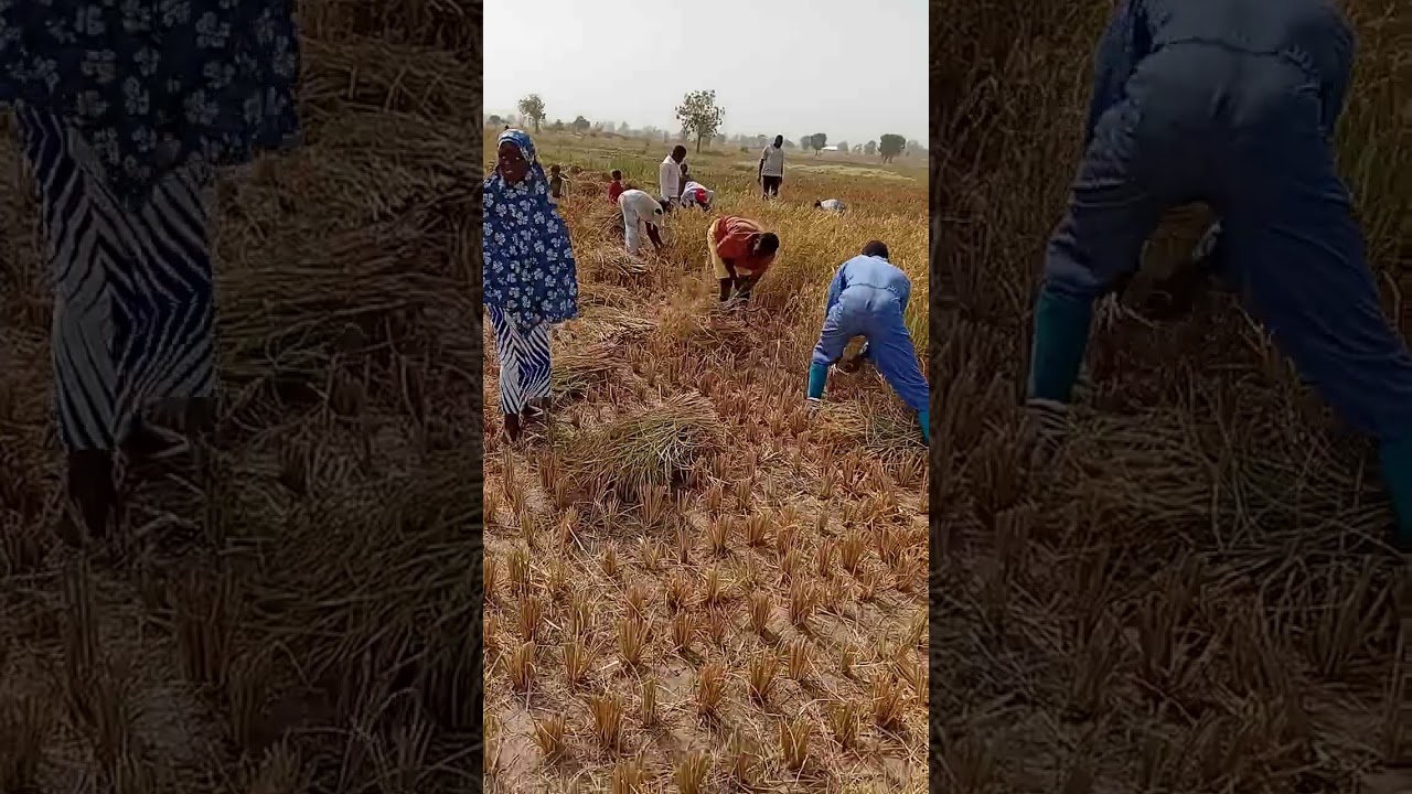 manually Harvesting Seed Rice. 
