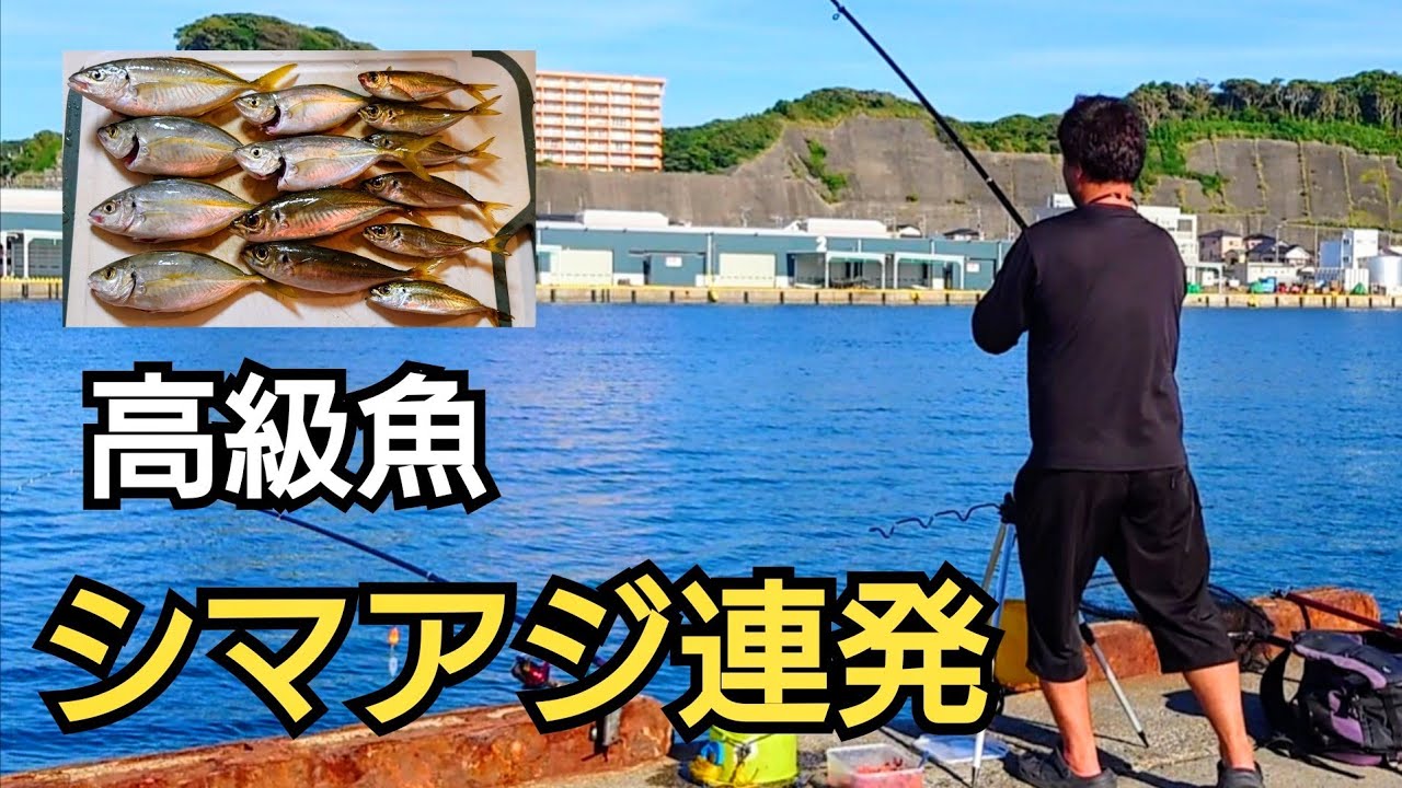釣り開始して直ぐにアジの王様、シマアジが連発！アジの回遊は?