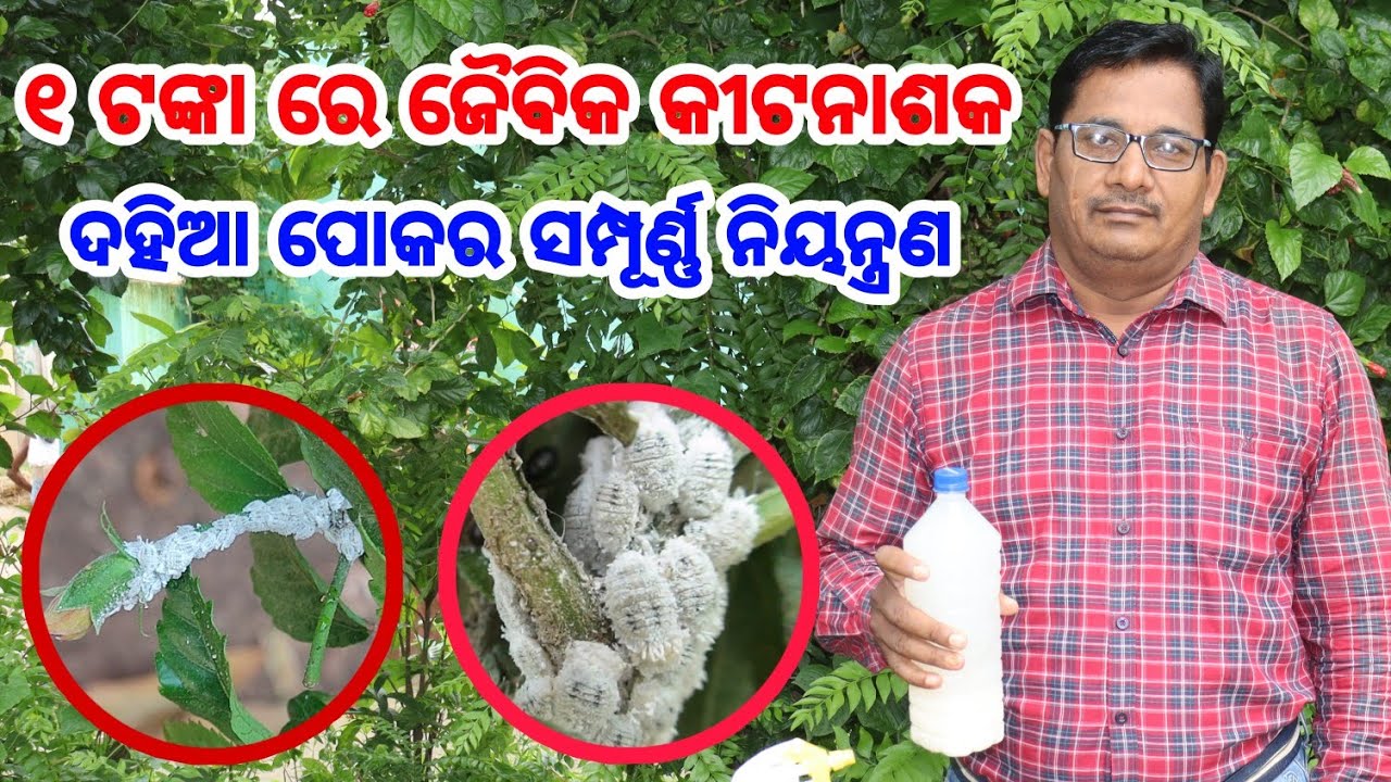 1ଟଙ୍କା ରେ ଜୈବିକ କୀଟନାଶକ ଦହିଆ ପୋକ ର ସମ୍ପୁର୍ଣ ନିୟନ୍ତ୍ରଣ