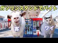 ガソリンスタンドでバイトしてた頃の話【猫ミーム】