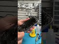 iPhone 11 screen replacement.#broken #brokeniphone #brokenfix #iphone #repair #screenbreak #iphone11