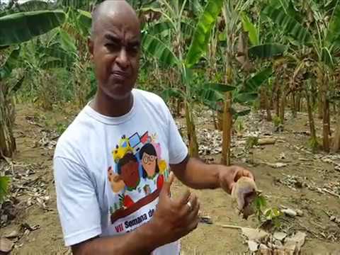 Vídeo: Problemas da bananeira - O que fazer com insetos e doenças da bananeira