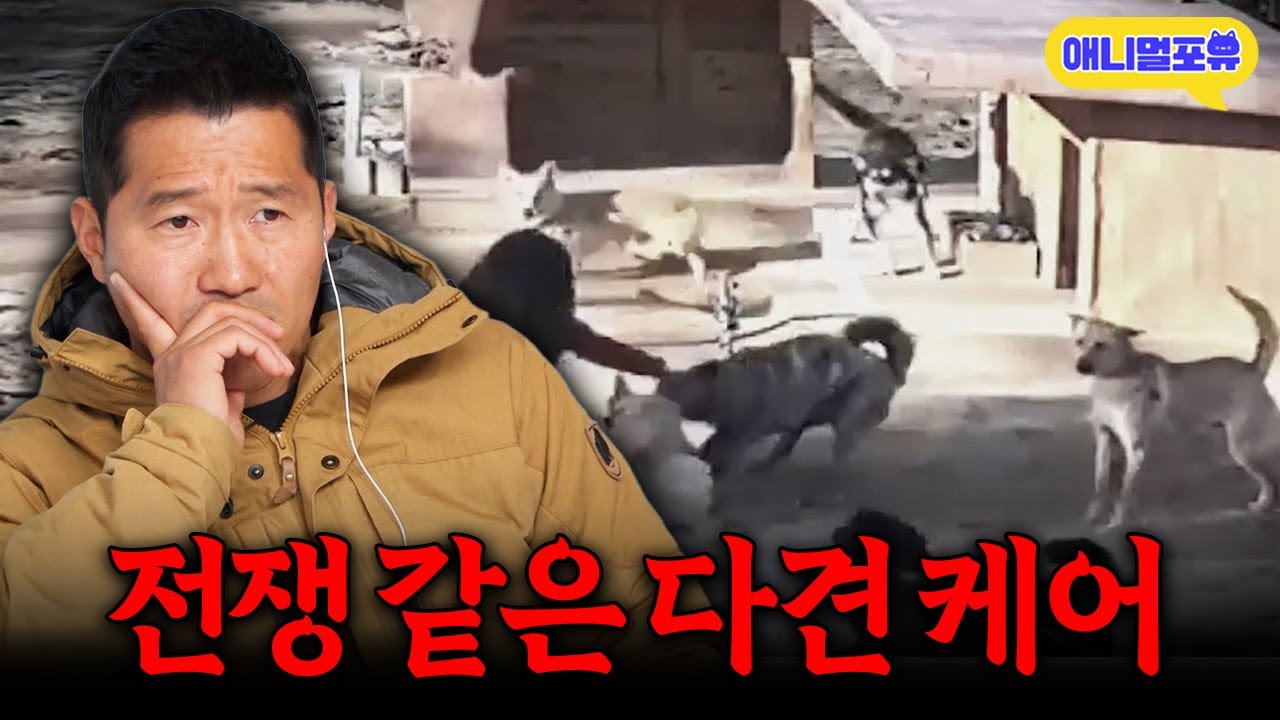 전쟁 같은 다견 케어.. 강형욱의 솔루션은?ㅣKBS 개는 훌륭하다 231225 방송