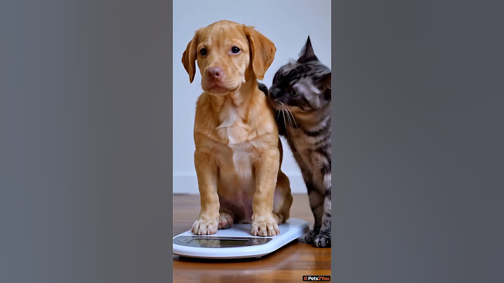 "Who is heavier? 🤔 Cat or dog? #funny #cat #dog #cute #comparison" #funny #funnycats