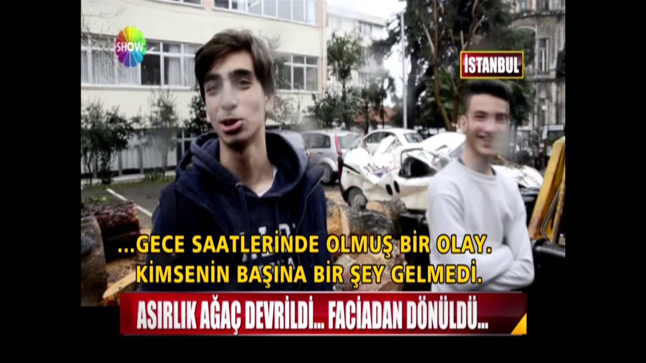 Asırlık ağaç devrildi... Faciadan dönüldü...