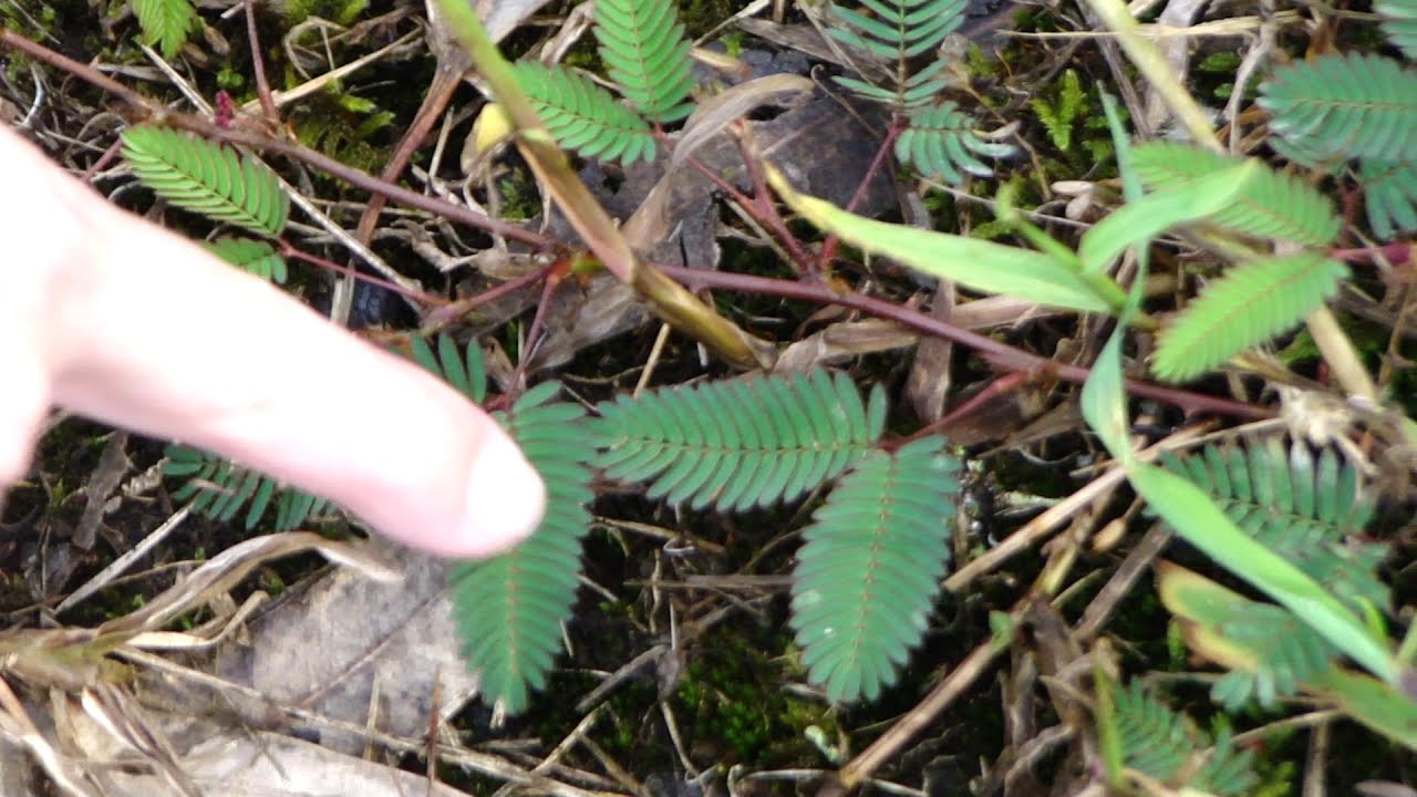 sleeping grass YouTube