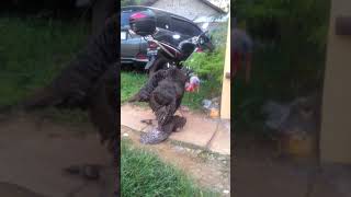 Ayam Kalqun Vs Ayam Kampus