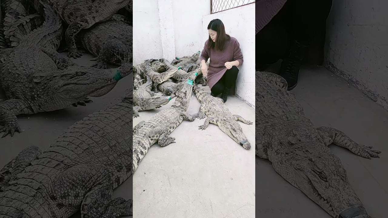 Amazing brave girl working with crocodiles at farm, Catching crocodiles 