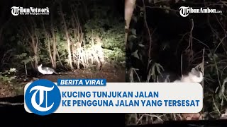 Aksi Seekor Kucing Tunjukkan Jalan Pada Pengendara yang Tersesat di Hutan