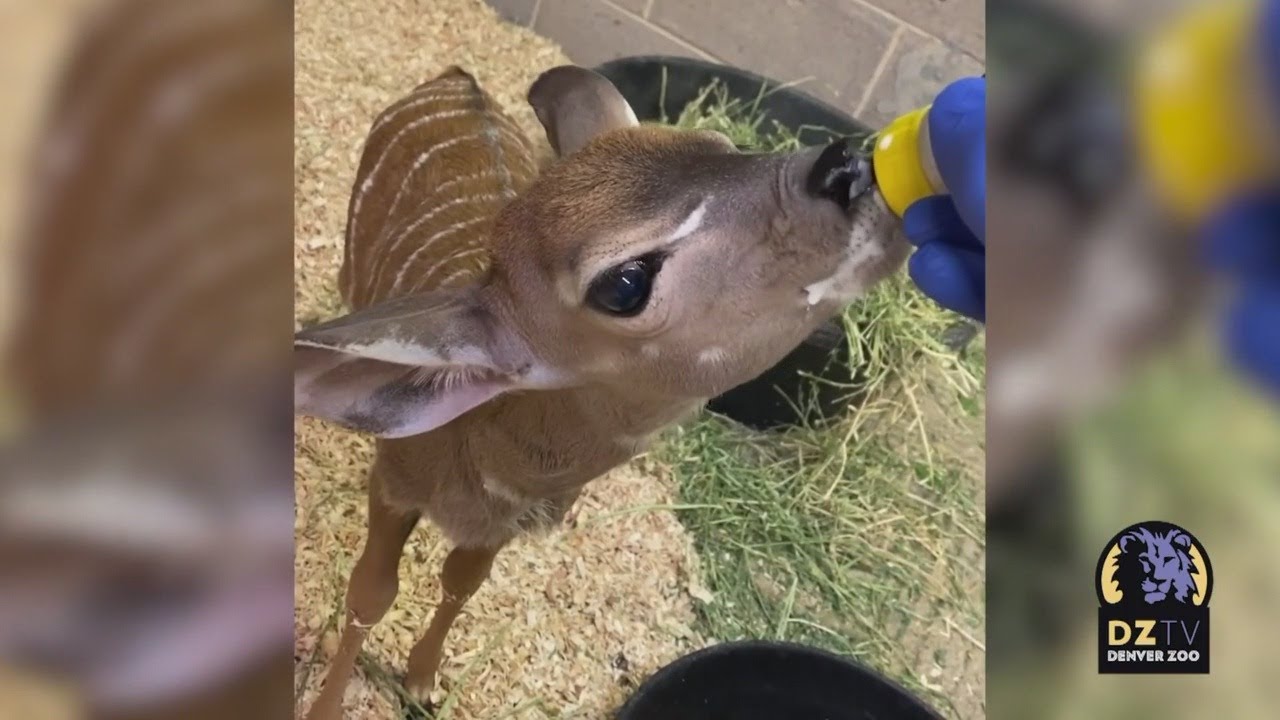 Meet The Newest Baby At The Denver Zoo YouTube