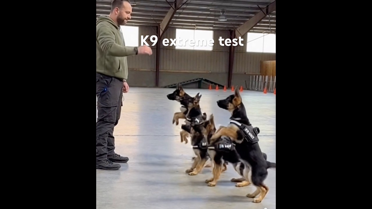 K9 puppies extreme noise test training #k9 #germanshepherd #puppy #dog #fyp #trending #viral