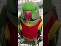 mummy Ka raja beta mithhu #follow #talkingparot #cutebird #birds #cuteparrot #parrotlover #birdlove