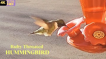 Tiny bird Ruby-Throated Hummingbirds - 4K video