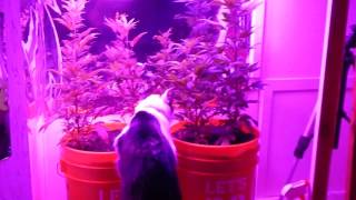 Princess Getting her Green Food