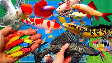 Video tổng hợp cá cảnh đẹp, vịt, vịt con, cá koi, cá trê, cá sấu abino, cá tai tượng