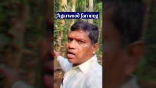 Agarwood Farming, अगरवड क खत, Shorts,
