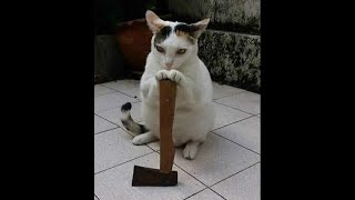 😺 Who doesn’t like cats here?! 🐈 Funny video with cats and kittens for a good mood! 😸