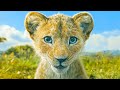 MUFASA PAPAOUTAI AFRO SOUL 4K 120fps