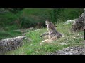 Wolf heulen im Natur-  und Tierpark Goldau