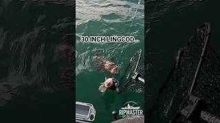 This Lingcod Was WAY Bigger Than I Thought