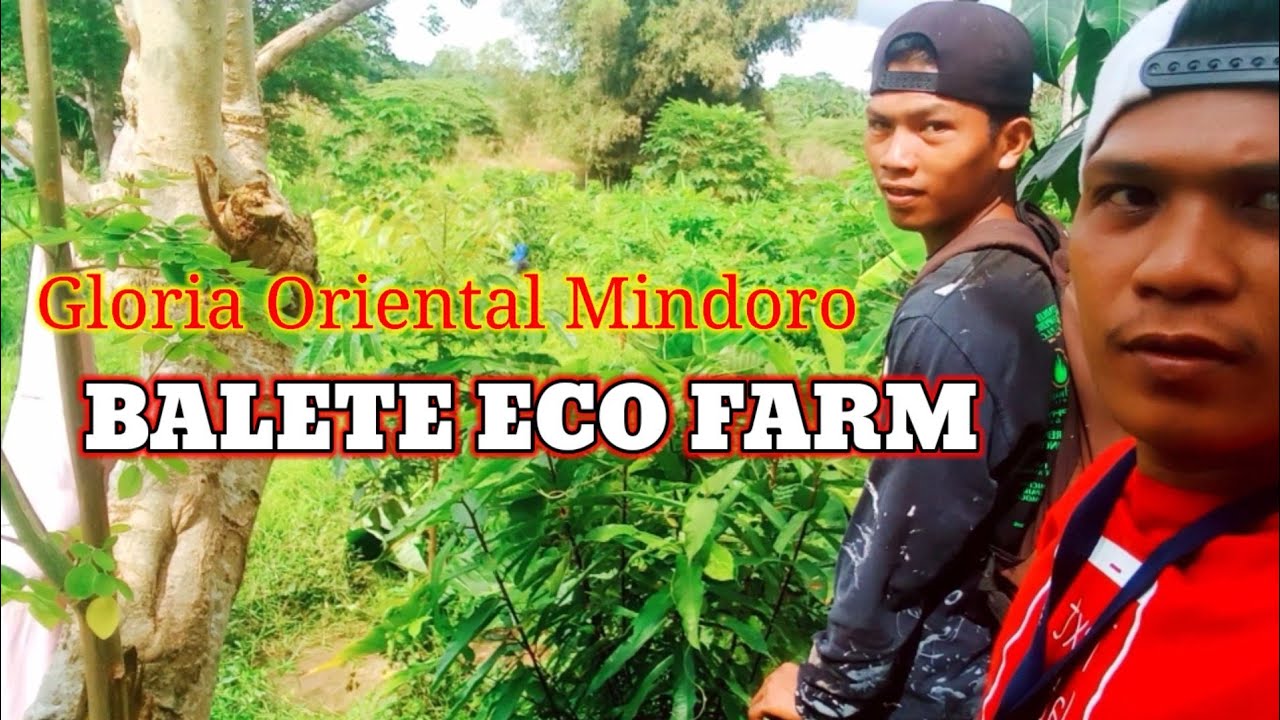 BALETE ECO FARM Sideline Muna Ang Blogger balete Gloria Oriental balete-eco-farm-sideline-muna-ang-blogger-balete-gloria-oriental