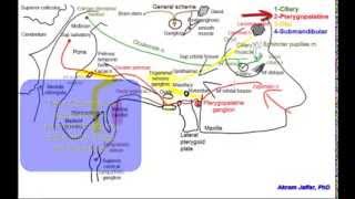 Cranial parasympathetic ganglia screenshot 5