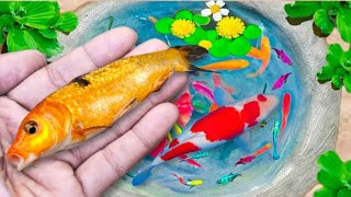 Wow !!! Serok ikan hias warna-warni, ikan koi, ikan mas koki, ikan gurami, ikan komet, ikan cupang