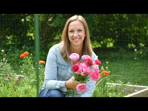 How To Grow Ranunculus. Soaking, Presprouting, Planting, Covering, Harvest Northlawn Flower Farm