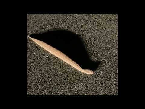 هذي ام الارانب السعودية السعوديه