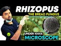 BREAD MOULD FUNGUS UNDER 1000x MICROSCOPE || RHIZOPUS