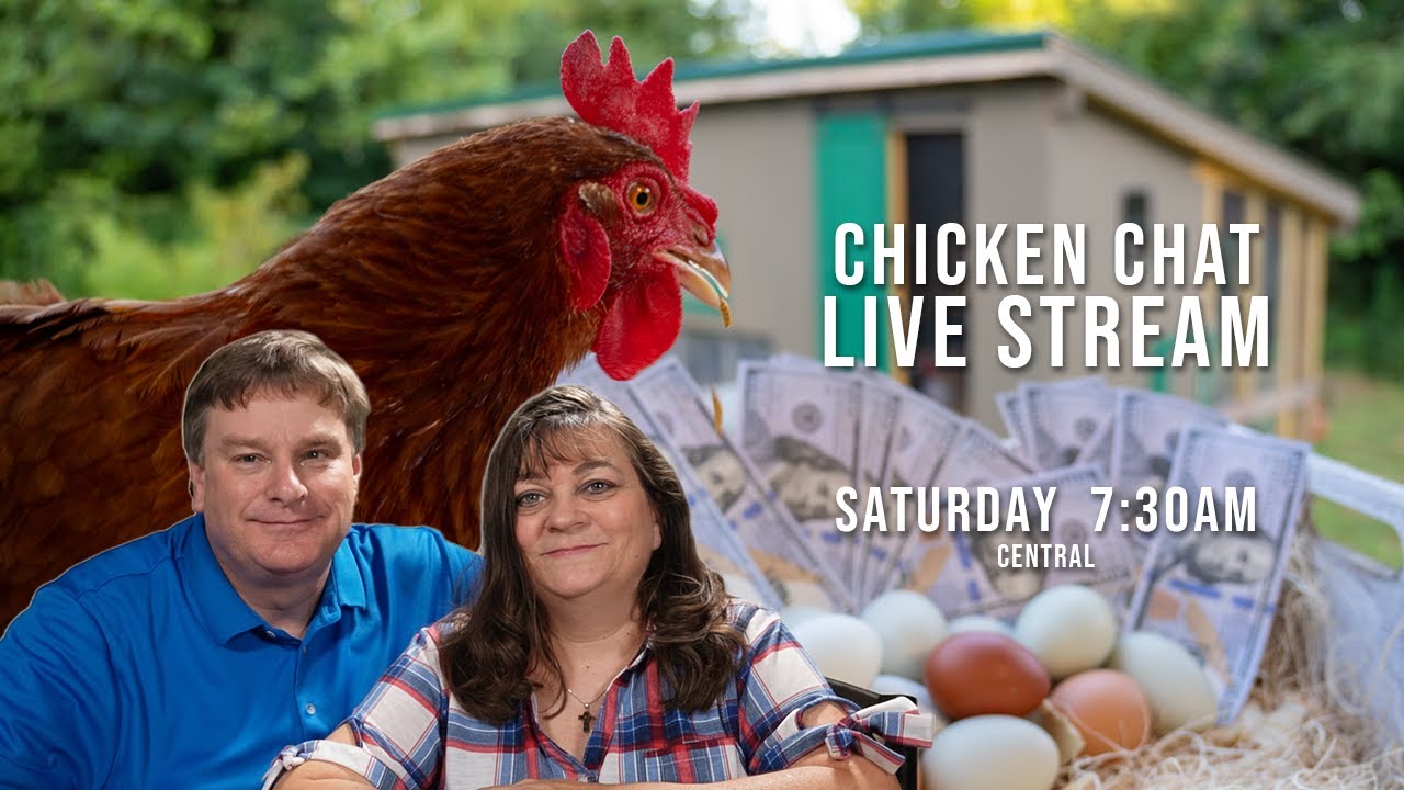 Chicken Chat: The Rooster Crisis: Why We Have to Make Tough Choices (Live)