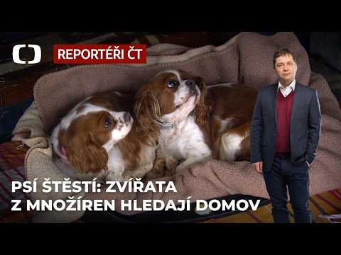 Psí štěstí: Zvířata z množíren nalezená v pohraničí hledají nový domov - Reportéři ČT