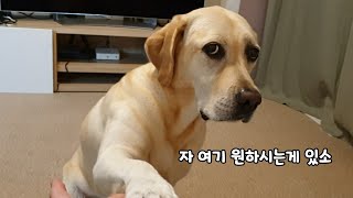 A doggo ignores hoomans if there's nothing to be desired
