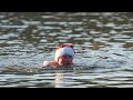 Берлинские моржи окунулись на Рождество