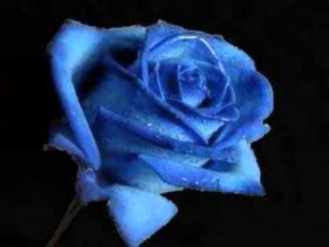 Opus & Falco - Flying high (Volando alto).wmv