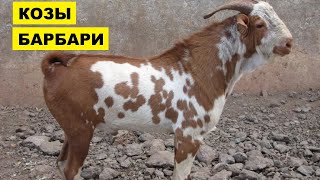 Разведение коз Барбари особенности породы | Козоводство | Порода коз Барбари | Козы Барбари