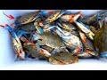 How to Catch, Prep, and Cook LIVE! Blue Crabs