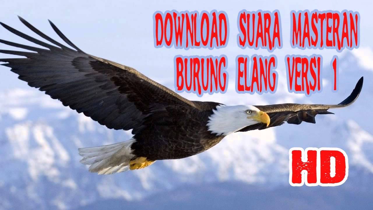 740+ Download Gambar Burung Rajawali Hd Gratis Terbaik